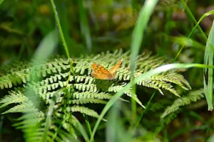 bandeau blog de naturopathie de Alexia Authenac naturopathe à Peyssies