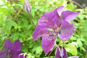 alexia authenac naturopathe fleurs de bach